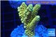 Acropora pikachu Indonesia 3-5 cm WYSIWYG acclimaté