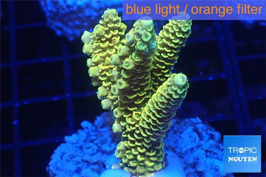 Acropora pikachu Indonesia 3-5 cm WYSIWYG acclimaté