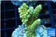 Acropora pikachu Indonesia 3-5 cm WYSIWYG acclimaté