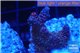 Acropora millepora pink Indonesia 2-4 cm WYSIWYG acclimaté