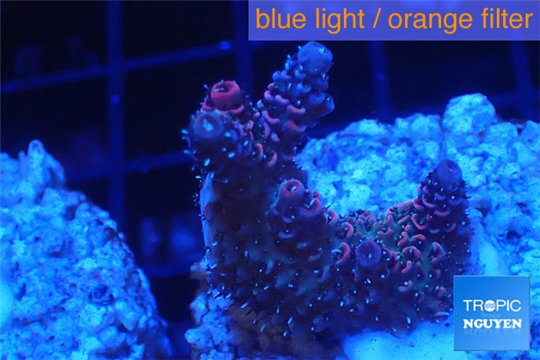Acropora millepora pink Indonesia 2-4 cm WYSIWYG acclimaté