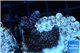 Acropora millepora pink Indonesia 2-4 cm WYSIWYG acclimaté