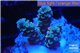 Acropora Walt Disney Indonesia 2-3 cm WYSIWYG acclimaté