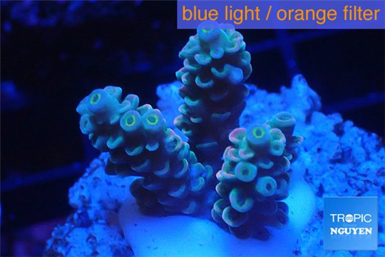 Acropora Walt Disney Indonesia 2-3 cm WYSIWYG acclimaté