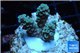 Acropora Walt Disney Indonesia 2-3 cm WYSIWYG acclimaté
