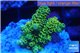 Acropora pikachu Indonesia 2-4 cm WYSIWYG acclimaté