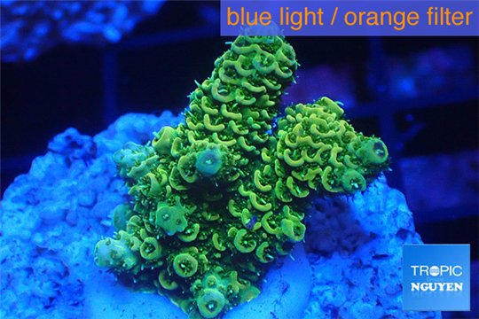 Acropora pikachu Indonesia 2-4 cm WYSIWYG acclimaté