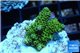 Acropora pikachu Indonesia 2-4 cm WYSIWYG acclimaté