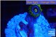 Zoanthus green blue magician 1 polyp WYSIWYG acclimaté