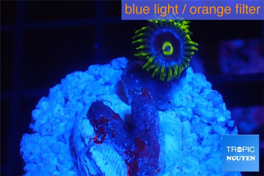 Zoanthus green blue magician 1 polyp WYSIWYG acclimaté