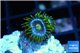 Zoanthus green blue magician 1 polyp WYSIWYG acclimaté