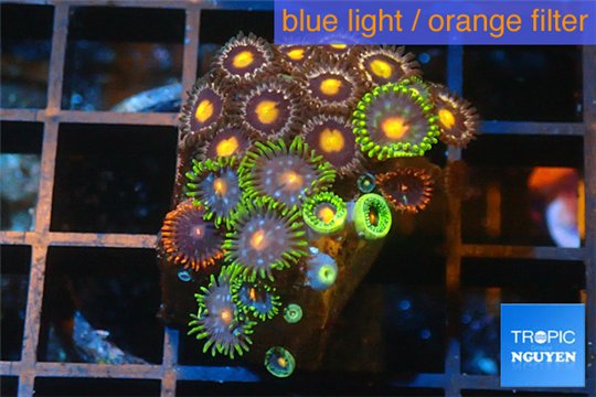 Zoanthus orange 2-3 cm WYSIWYG acclimaté