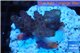 Acropora purple Indonesia 2-4 cm WYSIWYG acclimaté