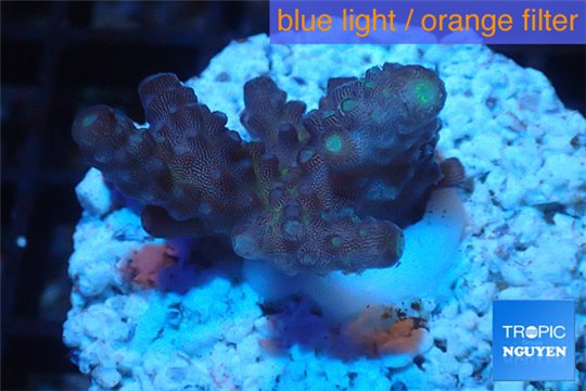 Acropora purple Indonesia 2-4 cm WYSIWYG acclimaté