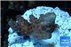 Acropora purple Indonesia 2-4 cm WYSIWYG acclimaté