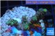 Acropora green Indonesia 2-4 cm WYSIWYG acclimaté