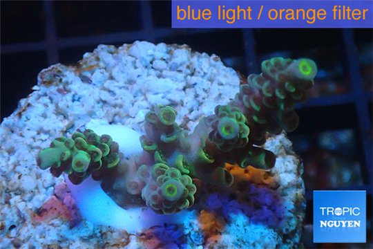 Acropora green Indonesia 2-4 cm WYSIWYG acclimaté
