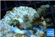 Acropora green Indonesia 2-4 cm WYSIWYG acclimaté