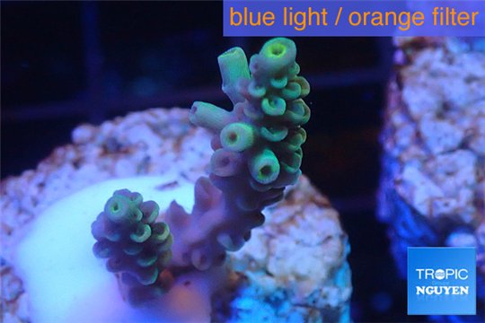 Acropora green Indonesia 2-3 cm WYSIWYG acclimaté