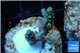 Acropora green Indonesia 2-3 cm WYSIWYG acclimaté