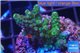 Acropora humilis green purple Fijii 2-3 cm WYSIWYG acclimaté