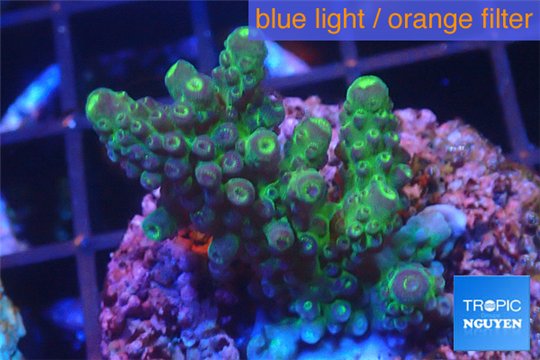 Acropora humilis green purple Fijii 2-3 cm WYSIWYG acclimaté
