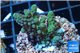Acropora humilis green purple Fijii 2-3 cm WYSIWYG acclimaté