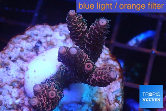 Acropora millepora pink 3-4 cm WYSIWYG acclimaté