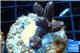 Acropora millepora pink 3-4 cm WYSIWYG acclimaté