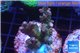 Acropora pink & green indonesia 3-4 cm WYSIWYG acclimaté