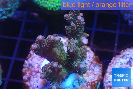Acropora pink & green indonesia 3-4 cm WYSIWYG acclimaté