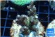 Acropora pink & green indonesia 3-4 cm WYSIWYG acclimaté