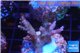 Acropora pink Indonesia 3-4 cm WYSIWYG acclimaté