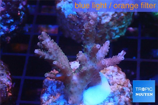Acropora pink Indonesia 3-4 cm WYSIWYG acclimaté