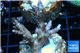 Acropora pink Indonesia 3-4 cm WYSIWYG acclimaté