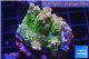 Acropora sunset Australia premium 3-4 cm WYSIWYG acclimaté