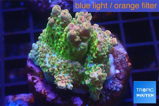 Acropora sunset Australia premium 3-4 cm WYSIWYG acclimaté