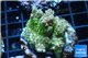 Acropora sunset Australia premium 3-4 cm WYSIWYG acclimaté