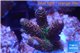 Acropora pink & green indonesia 3-4 cm WYSIWYG acclimaté