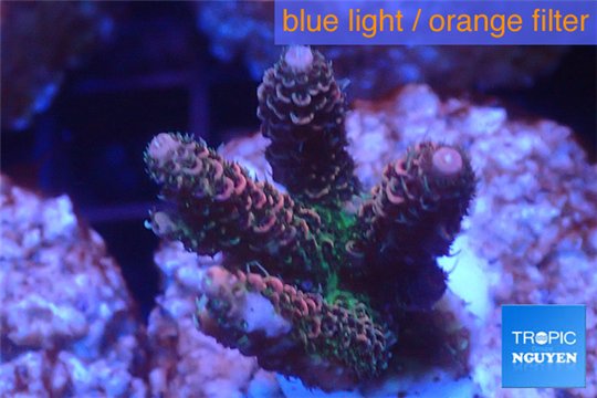 Acropora pink & green indonesia 3-4 cm WYSIWYG acclimaté