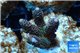 Acropora pink & green indonesia 3-4 cm WYSIWYG acclimaté