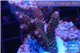 Acropora millepora pink 3-4 cm WYSIWYG acclimaté