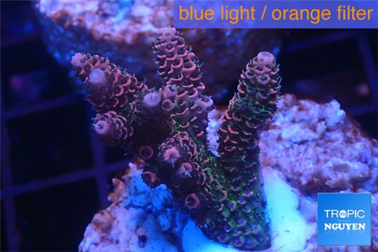 Acropora millepora pink 3-4 cm WYSIWYG acclimaté