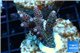 Acropora millepora pink 3-4 cm WYSIWYG acclimaté