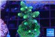 Acropora humilis purple green Fijii 3-5 cm WYSIWYG acclimaté
