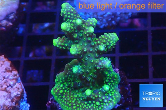 Acropora humilis purple green Fijii 3-5 cm WYSIWYG acclimaté