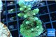 Acropora humilis purple green Fijii 3-5 cm WYSIWYG acclimaté