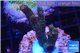 Acropora pink & green indonesia 3-5 cm WYSIWYG acclimaté