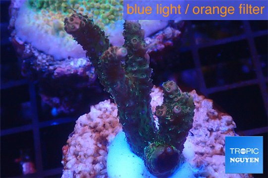 Acropora pink & green indonesia 3-5 cm WYSIWYG acclimaté