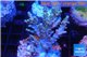 Acropora purple 3-4 cm WYSIWYG acclimaté